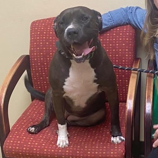 Juno, an adoptable Staffordshire Bull Terrier, American Bulldog in Bartlett, TN, 38133 | Photo Image 4