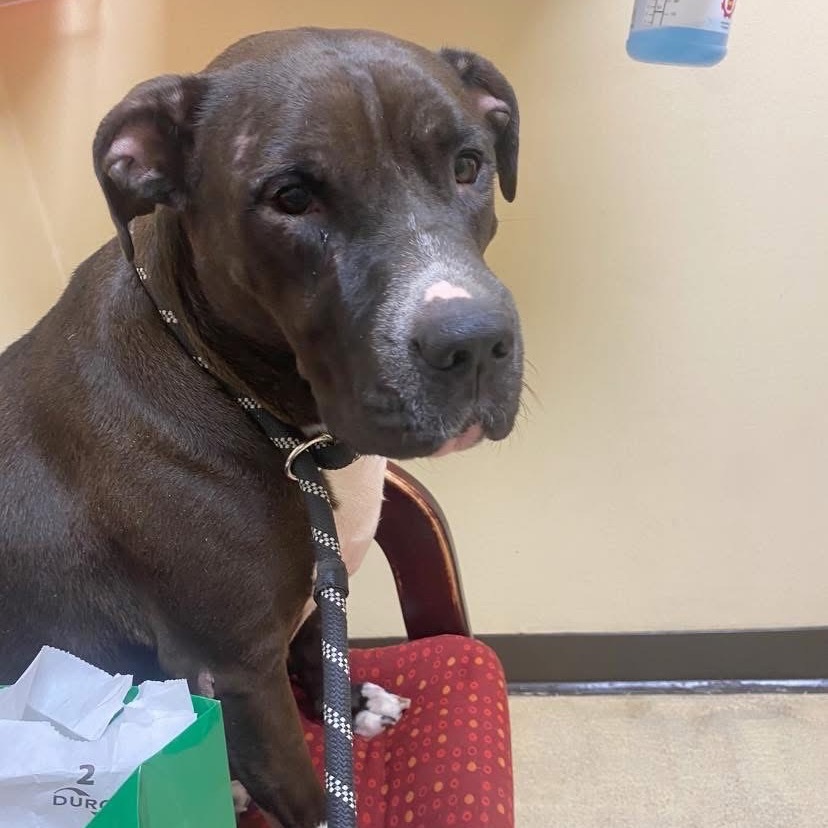 Juno, an adoptable Staffordshire Bull Terrier, American Bulldog in Bartlett, TN, 38133 | Photo Image 5