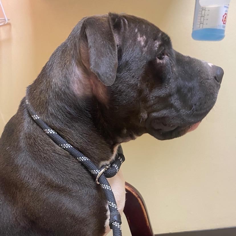 Juno, an adoptable Staffordshire Bull Terrier, American Bulldog in Bartlett, TN, 38133 | Photo Image 6