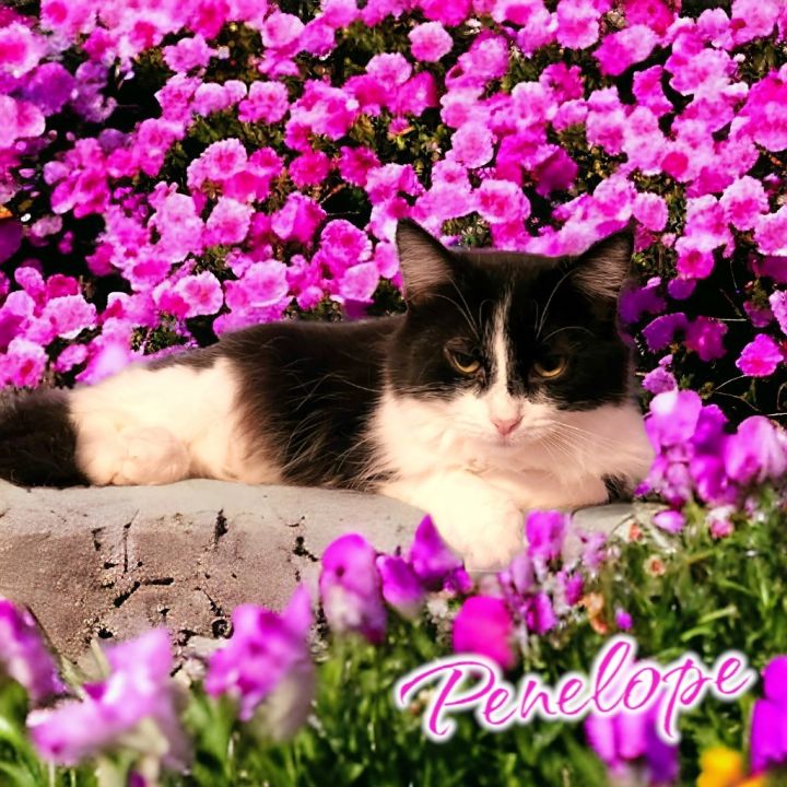 Penelope Pussycat 1