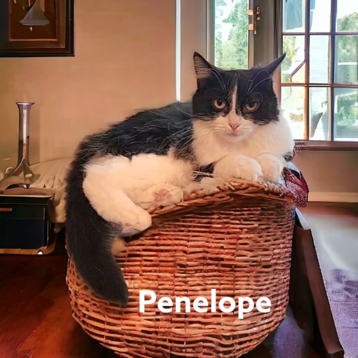 Penelope Pussycat 2