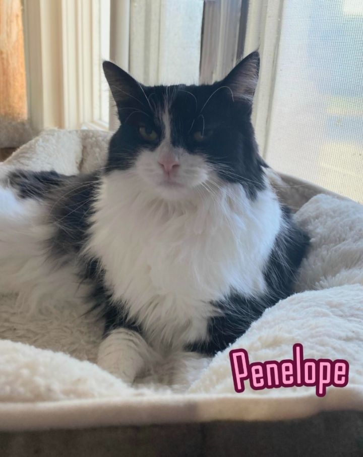 Penelope Pussycat 3