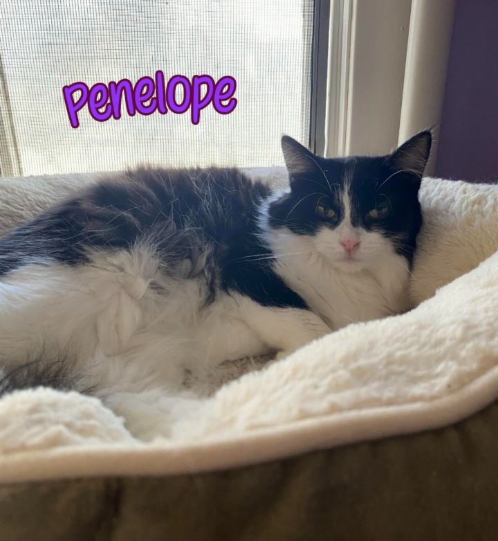 Penelope Pussycat 4
