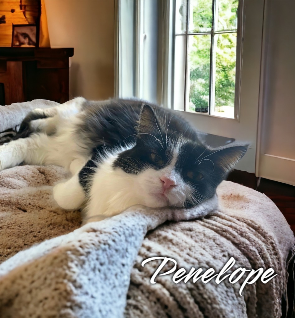 Penelope Pussycat