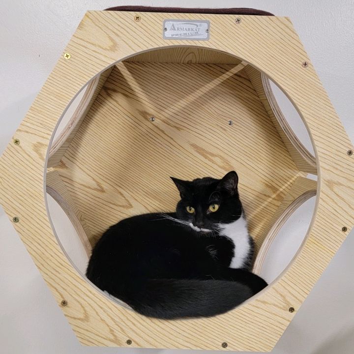 Maverick 1