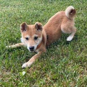 Dog For Adoption - Ahsoka, A Shiba Inu In Normal, Il | Petfinder