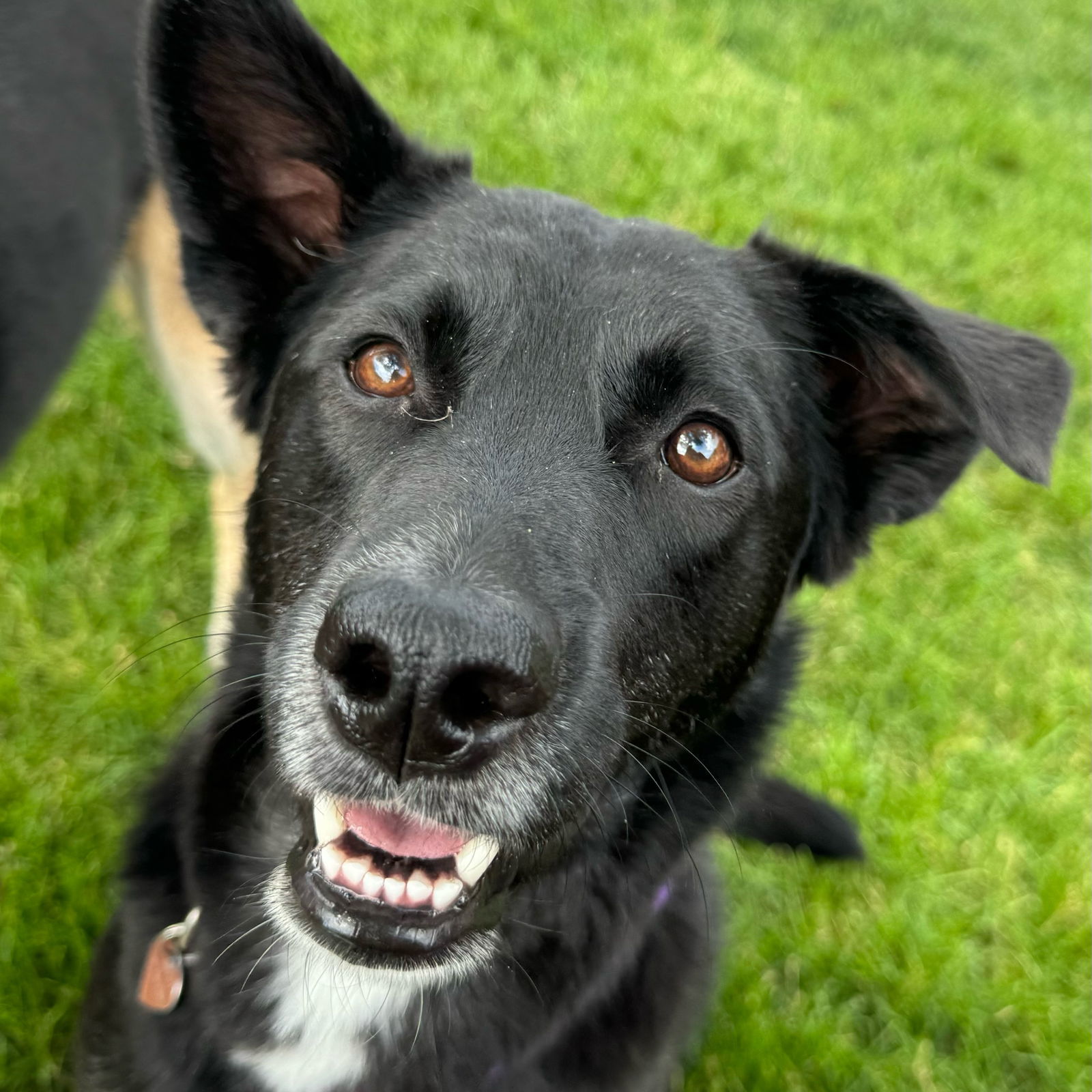 Michigan, an adoptable Shepherd in Fargo, ND, 58103 | Photo Image 1