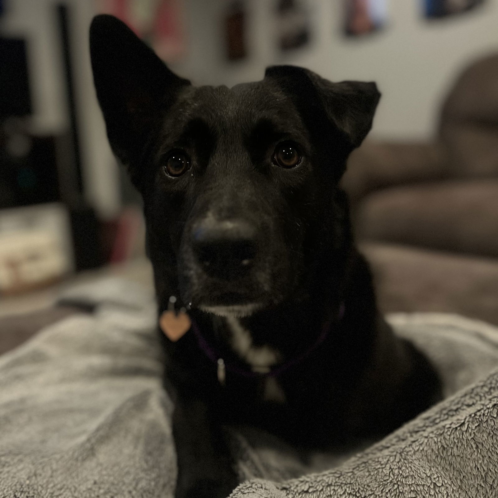 Michigan, an adoptable Shepherd in Fargo, ND, 58103 | Photo Image 2