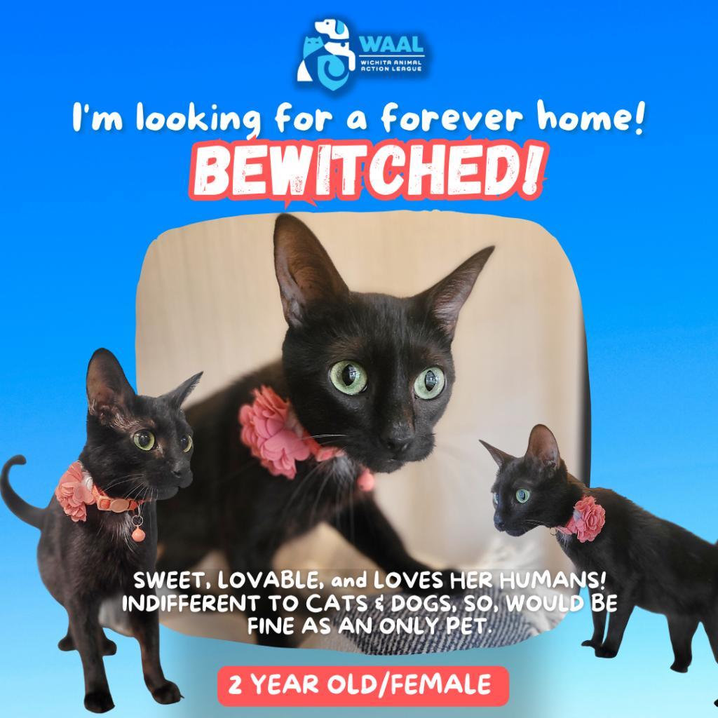 Bewitched, an adoptable Domestic Short Hair in Wichita, KS, 67208 | Photo Image 2