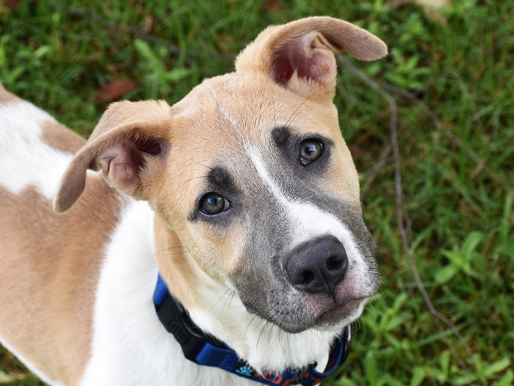 Pax, an adoptable American Bulldog, Mixed Breed in Crossville, TN, 38557 | Photo Image 1