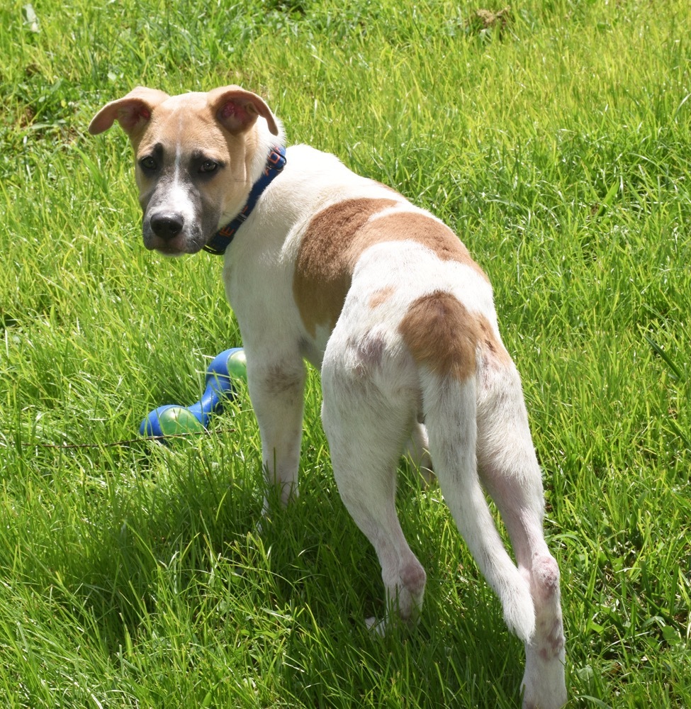 Pax, an adoptable American Bulldog, Mixed Breed in Crossville, TN, 38557 | Photo Image 2