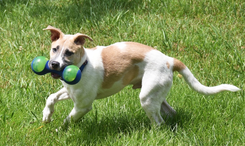 Pax, an adoptable American Bulldog, Mixed Breed in Crossville, TN, 38557 | Photo Image 3