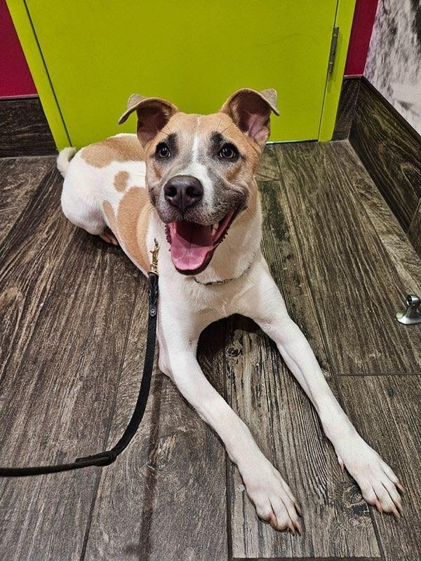 Pax, an adoptable American Bulldog, Mixed Breed in Crossville, TN, 38557 | Photo Image 4