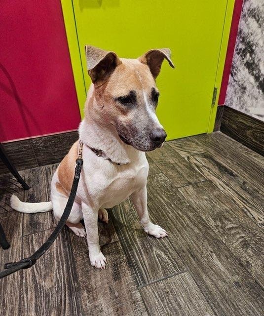 Pax, an adoptable American Bulldog, Mixed Breed in Crossville, TN, 38557 | Photo Image 5