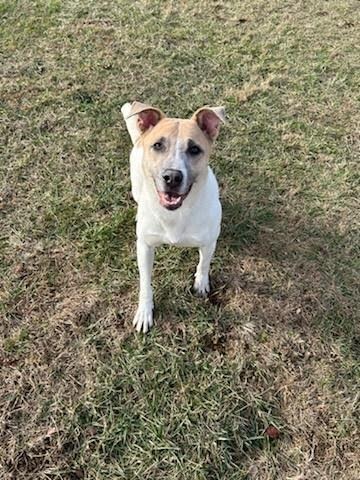 Pax, an adoptable American Bulldog, Mixed Breed in Crossville, TN, 38557 | Photo Image 6