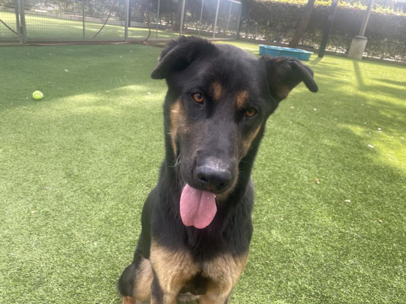 IZZY, an adoptable Beauceron, Mixed Breed in Van Nuys, CA, 91405 | Photo Image 1