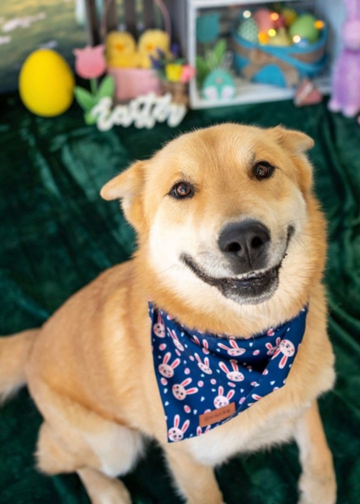 Chow shiba 2024