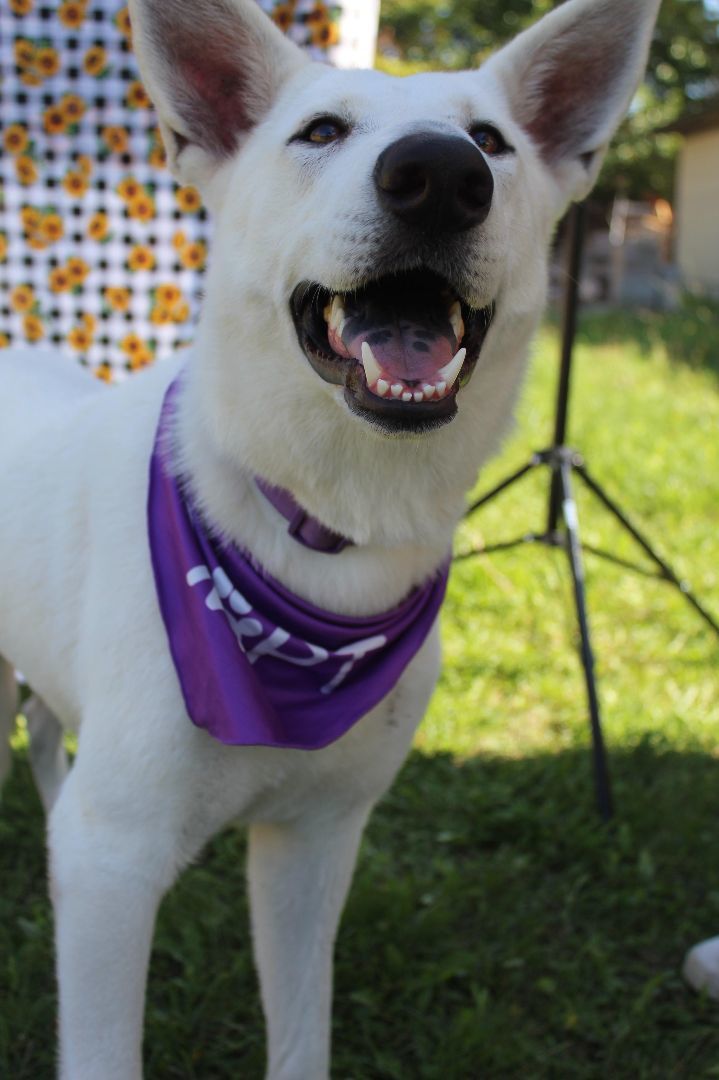 Dog for Adoption - Gucci, a White German Shepherd in Lake Zurich