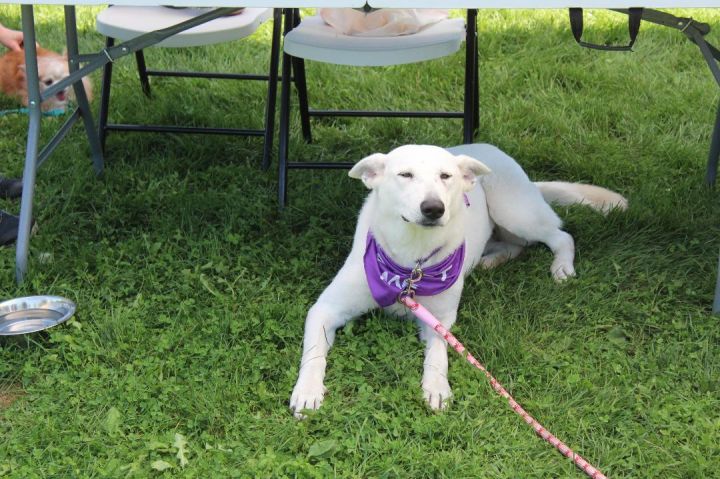 Dog for Adoption - Gucci, a White German Shepherd in Lake Zurich