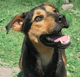 Cole, an adoptable German Shepherd Dog, Shar-Pei in Wausau, WI, 54401 | Photo Image 1