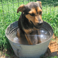 Cole, an adoptable German Shepherd Dog, Shar-Pei in Wausau, WI, 54401 | Photo Image 3