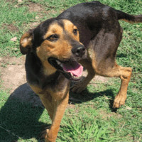 Cole, an adoptable German Shepherd Dog, Shar-Pei in Wausau, WI, 54401 | Photo Image 4