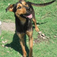 Cole, an adoptable German Shepherd Dog, Shar-Pei in Wausau, WI, 54401 | Photo Image 5