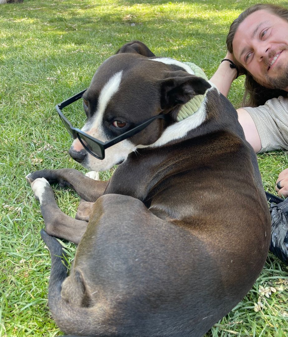 Oreo, an adoptable Pit Bull Terrier in Flagstaff, AZ, 86001 | Photo Image 1