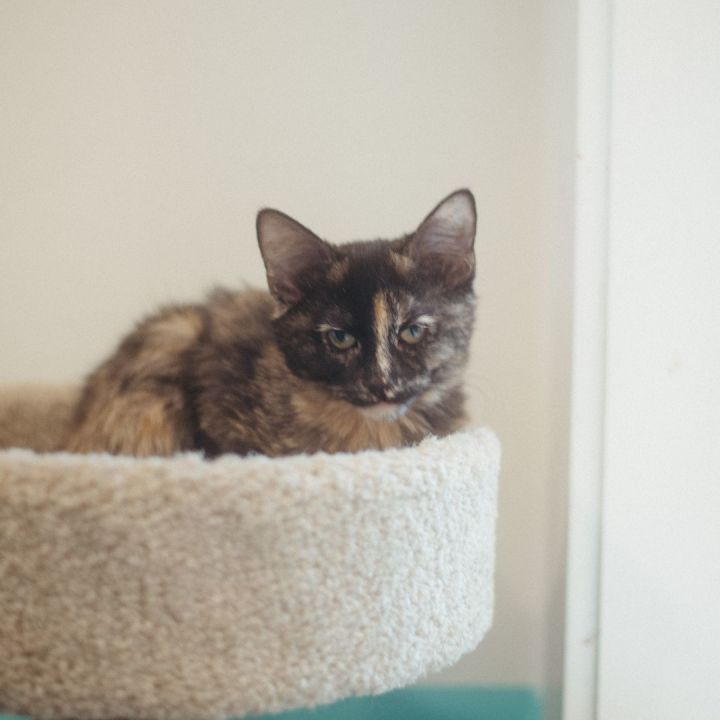Oatmeal, an adoptable Domestic Short Hair in Jackson, WY_image-1