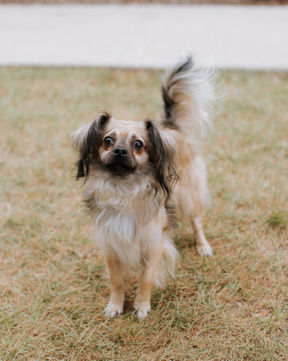 Coffee Bean, an adoptable Pekingese, Mixed Breed in Northbrook, IL, 60062 | Photo Image 1