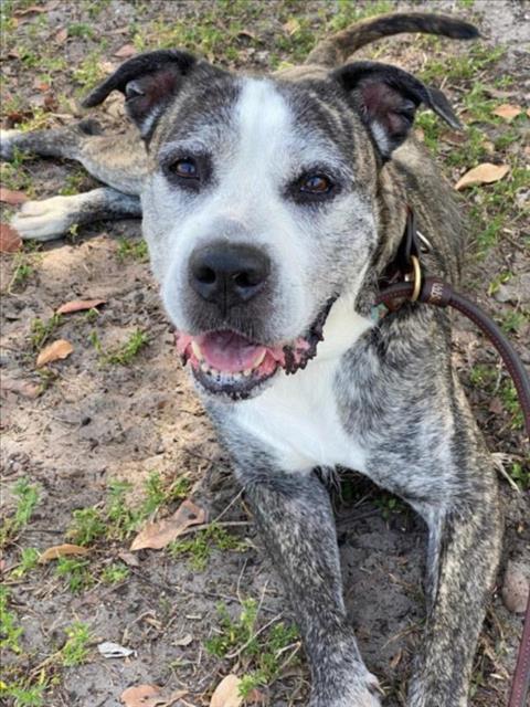 BRI, an adoptable Mixed Breed in Palmetto, FL, 34221 | Photo Image 1