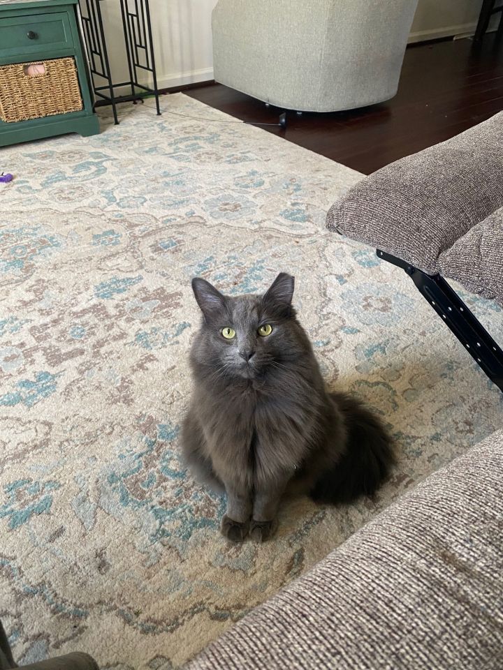 Stella 1