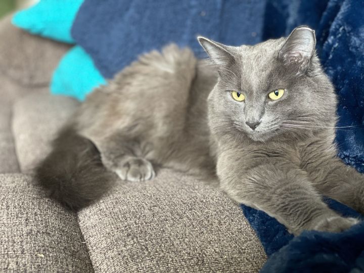 Stella 2