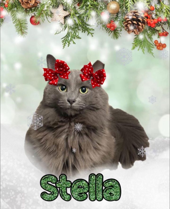 Stella 3