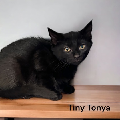 Tiny Tonya, an adoptable Domestic Short Hair in Cumberland, MD_image-1