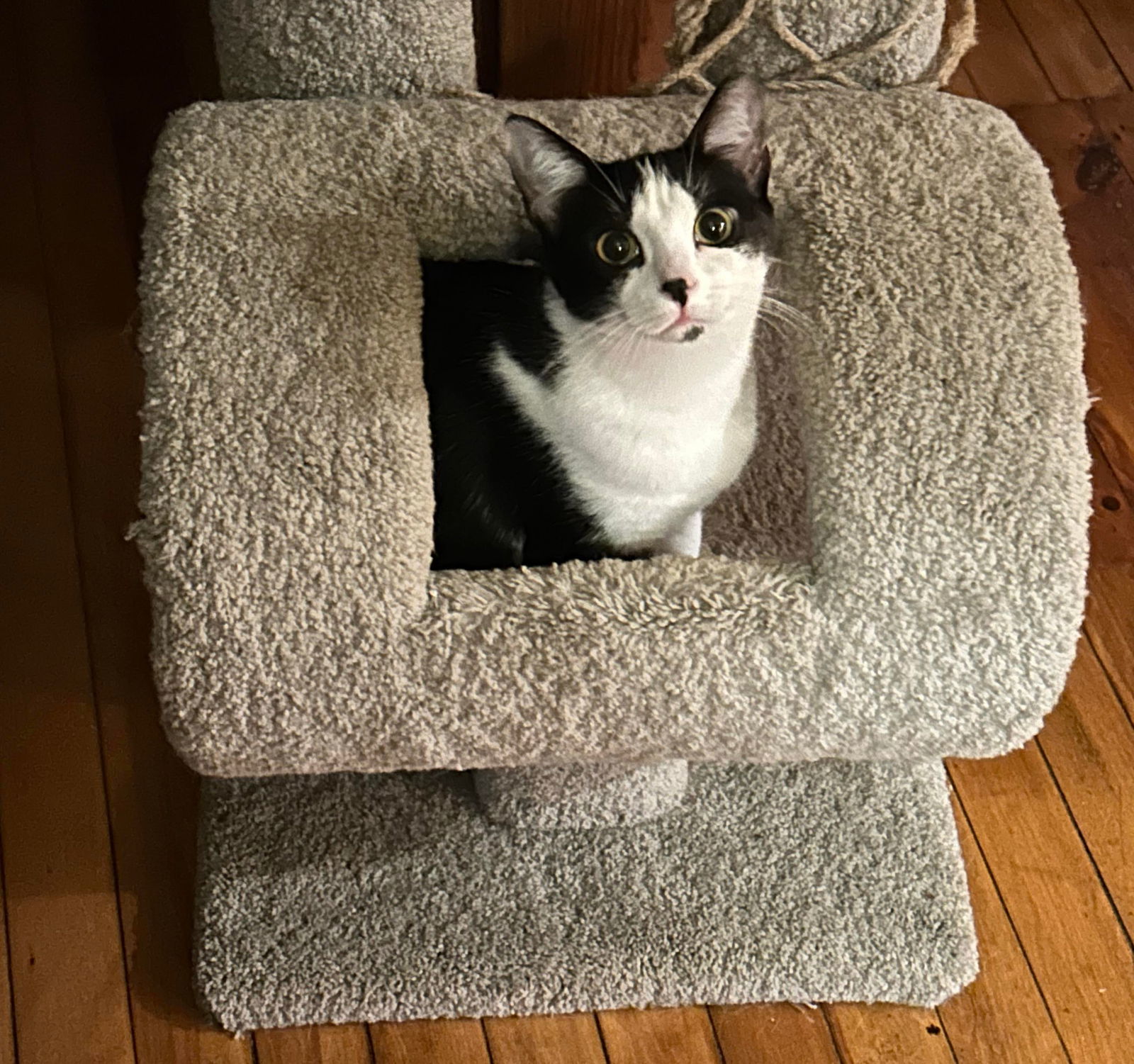 Jan AND Peter, an adoptable Domestic Short Hair in Gonic, NH, 03839 | Photo Image 2