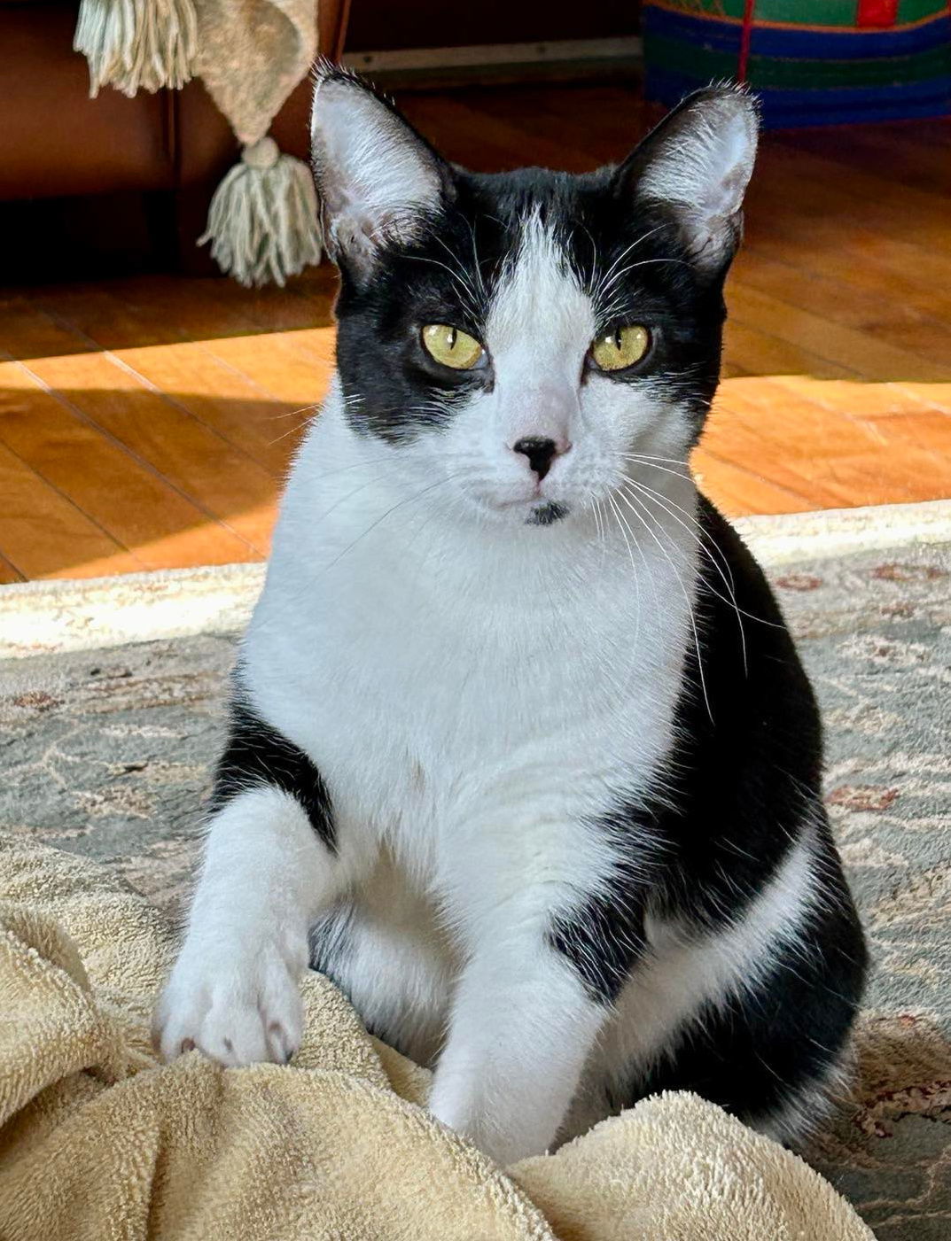 Jan AND Peter, an adoptable Domestic Short Hair in Gonic, NH, 03839 | Photo Image 3