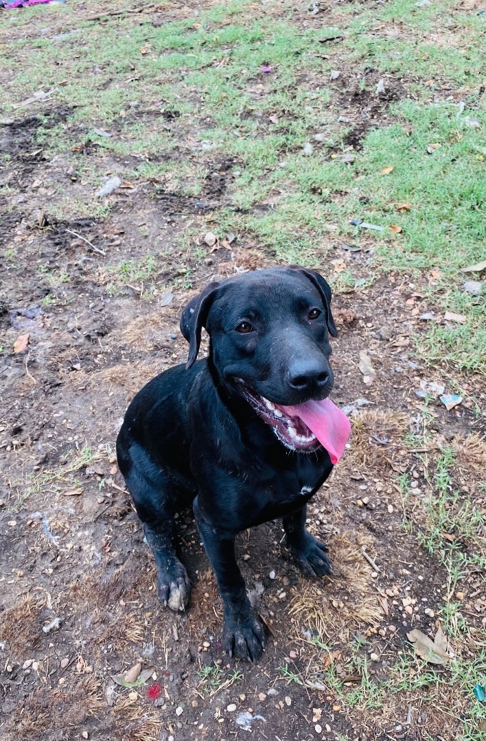 Petfinder 2024 black lab