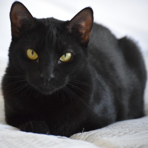 Leia, an adoptable Domestic Short Hair in Santa Rosa, CA, 95403 | Photo Image 1