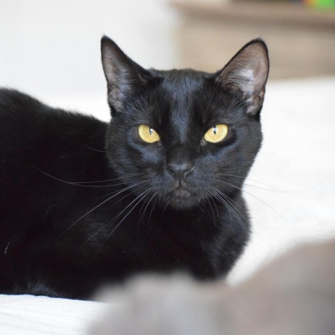 Leia, an adoptable Domestic Short Hair in Santa Rosa, CA, 95403 | Photo Image 2