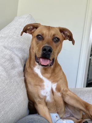 Ricotta - IN FOSTER