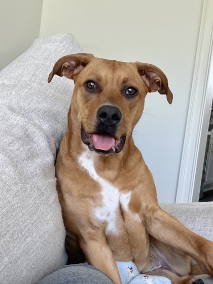 Ricotta - IN FOSTER 1