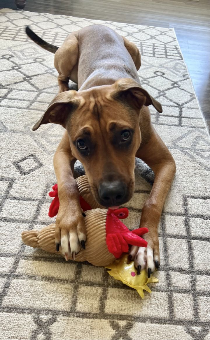 Ricotta - IN FOSTER 3