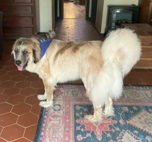Tracer, Adult Male Great Pyrenees