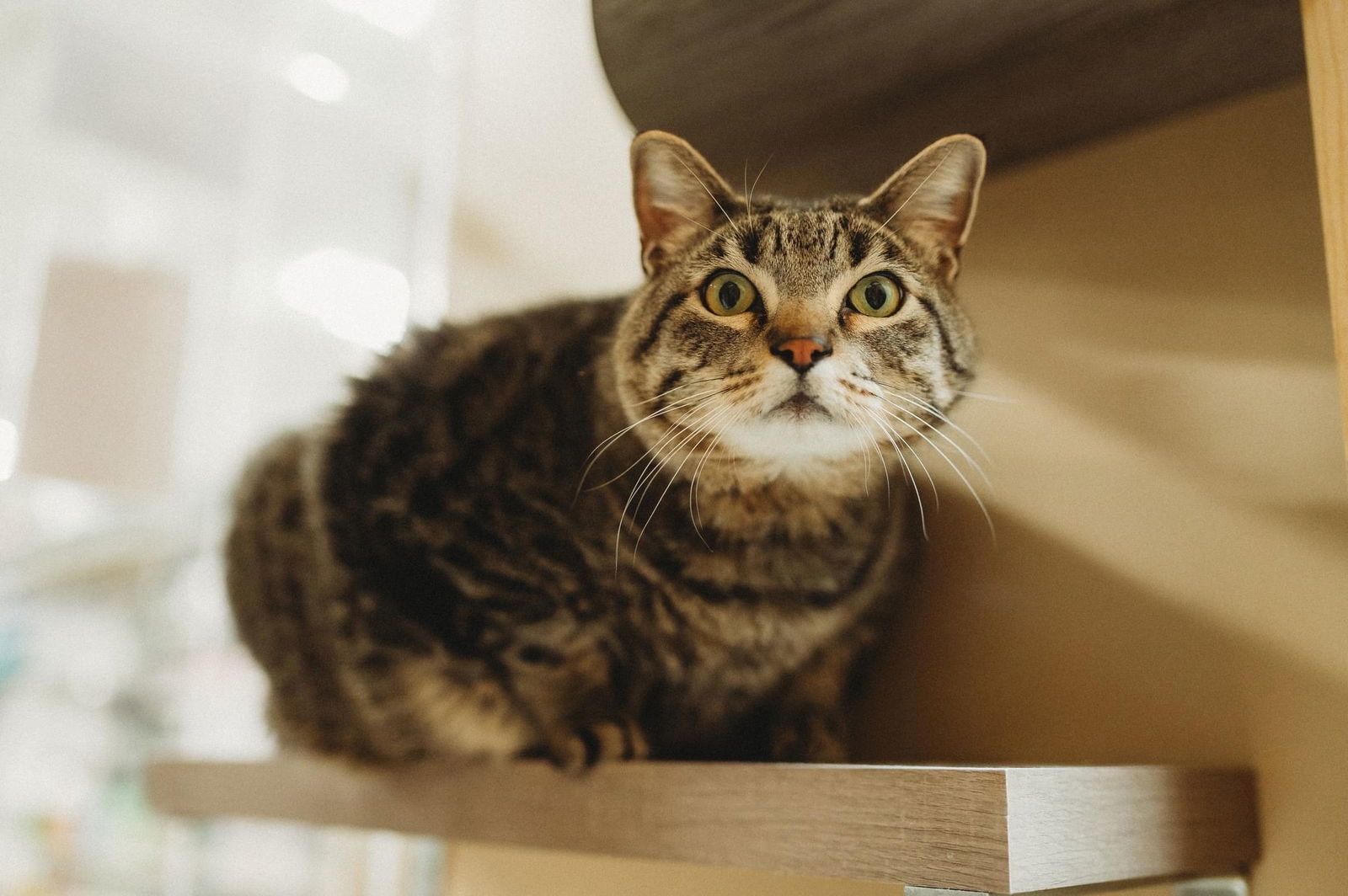 Toliver, an adoptable Tabby in McKinney, TX, 75069 | Photo Image 1