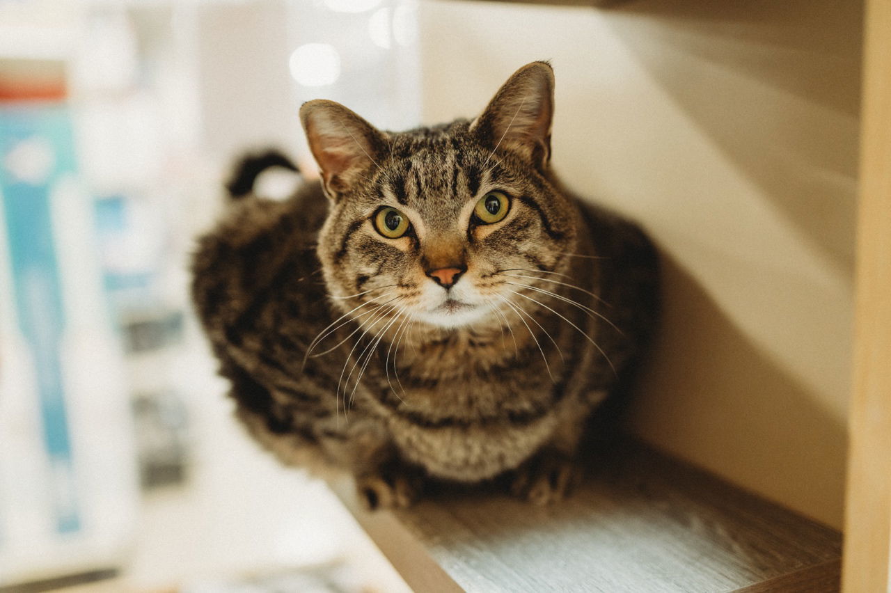 Toliver, an adoptable Tabby in McKinney, TX, 75069 | Photo Image 2