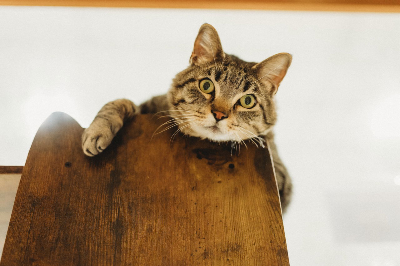 Toliver, an adoptable Tabby in McKinney, TX, 75069 | Photo Image 3