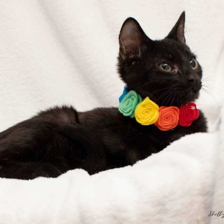 Beetle , an adoptable Domestic Short Hair Mix in Springfield, MO_image-5
