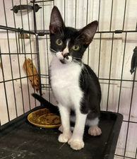 POLY - SIA , an adoptable Extra-Toes Cat / Hemingway Polydactyl in Flint, TX_image-2