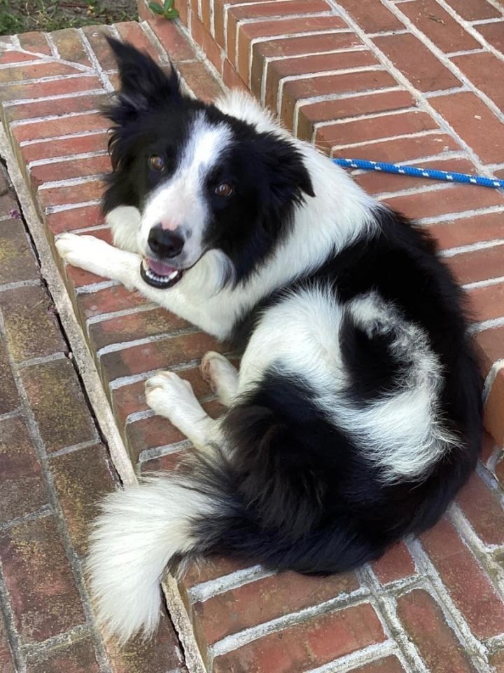 Finley , an adopted Border Collie in Chestertown, MD_image-1